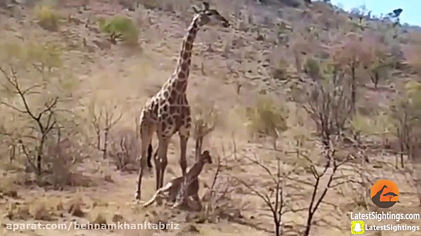 برتربن صحنه های حیات وحش مستند...