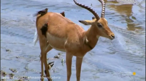 شکار شیر : عجیب ترین صحنه های...