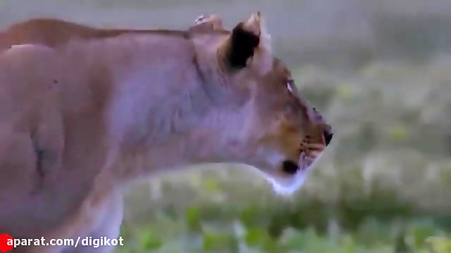 حیات وحش، ربایش شکار شیر توسط...