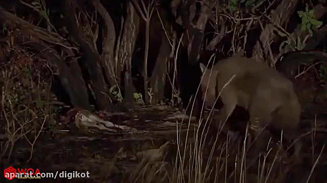 حیات وحش، ربایش شکار شیر توسط...