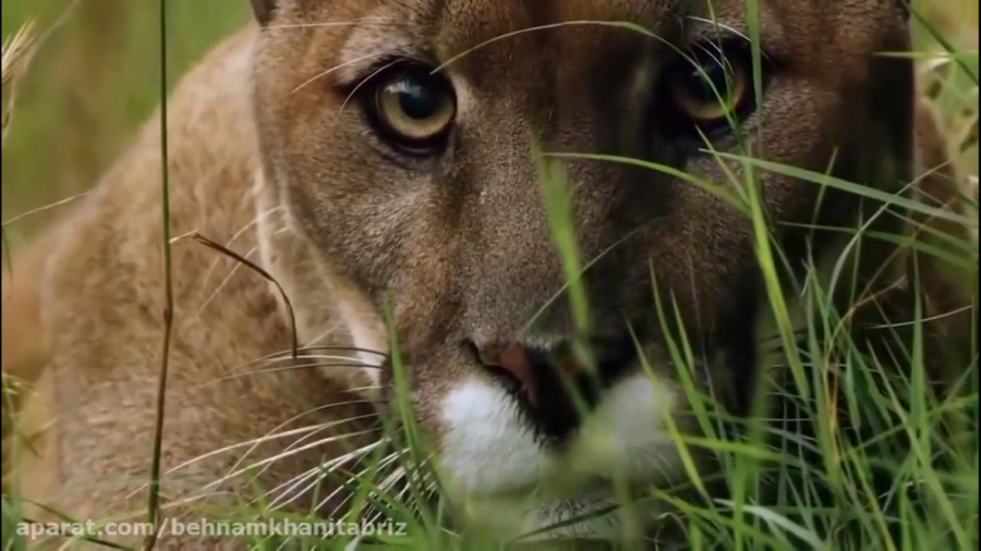 برترین حیات وحش هیجان انگیزتری...