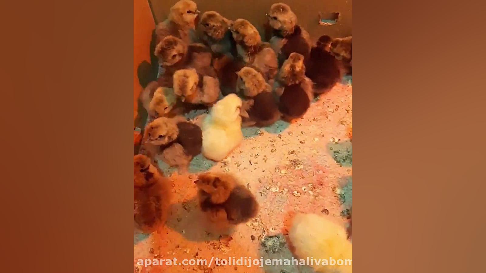 نگهداریی جوجه ابریشمی کوپال سه...