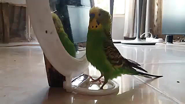 مرغ عشق سخنگو(نازنازی)خارق الع...