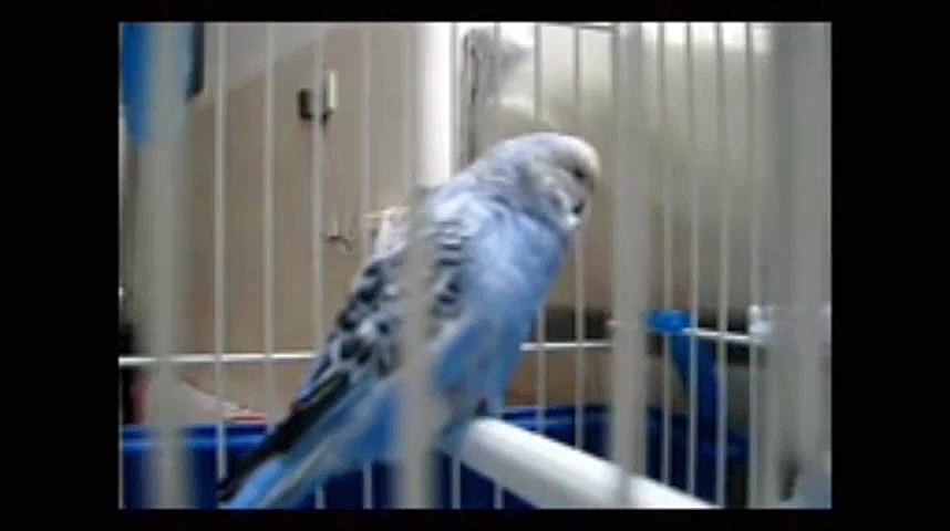 ویدیو ترکیبی مرغ عشق