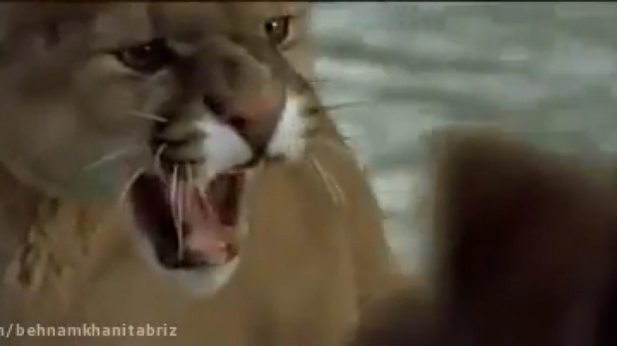 مستندی کوتاه از شگفت انگیز تری...