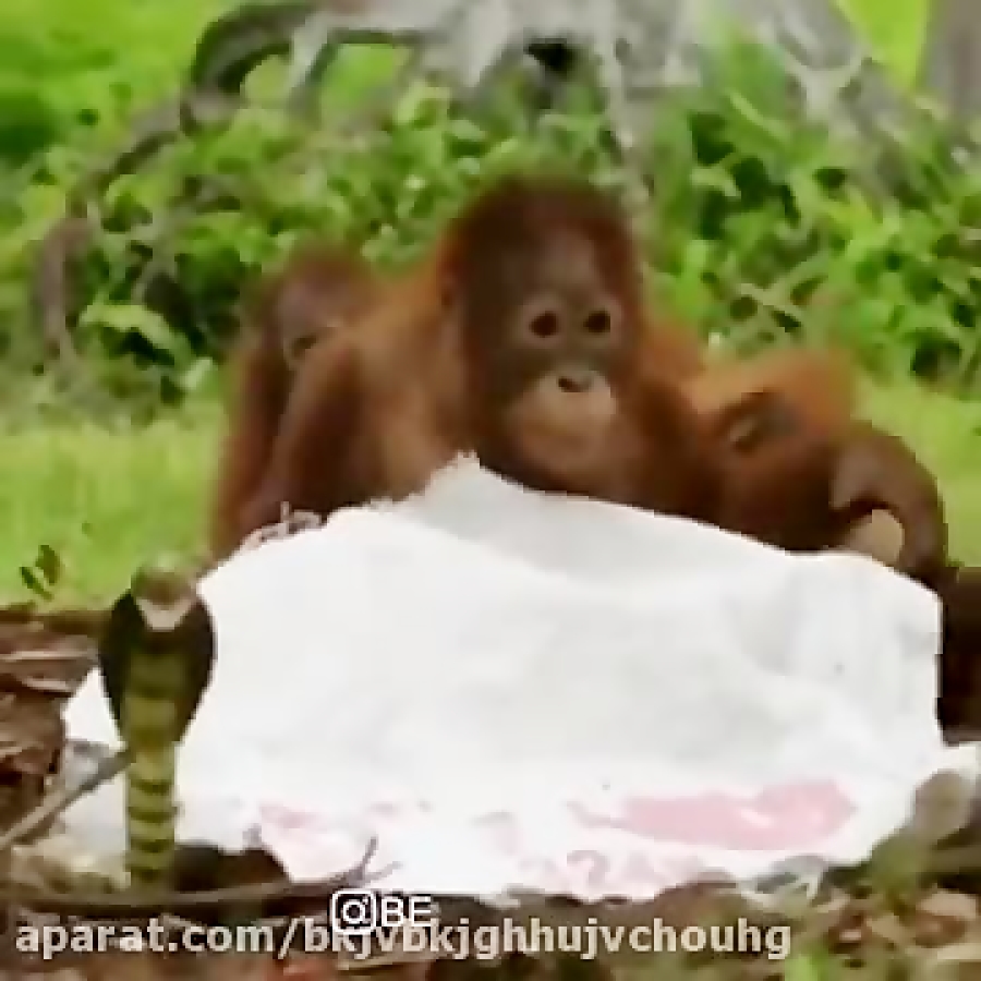 صدا گذاری بسیار باحال حیوانات