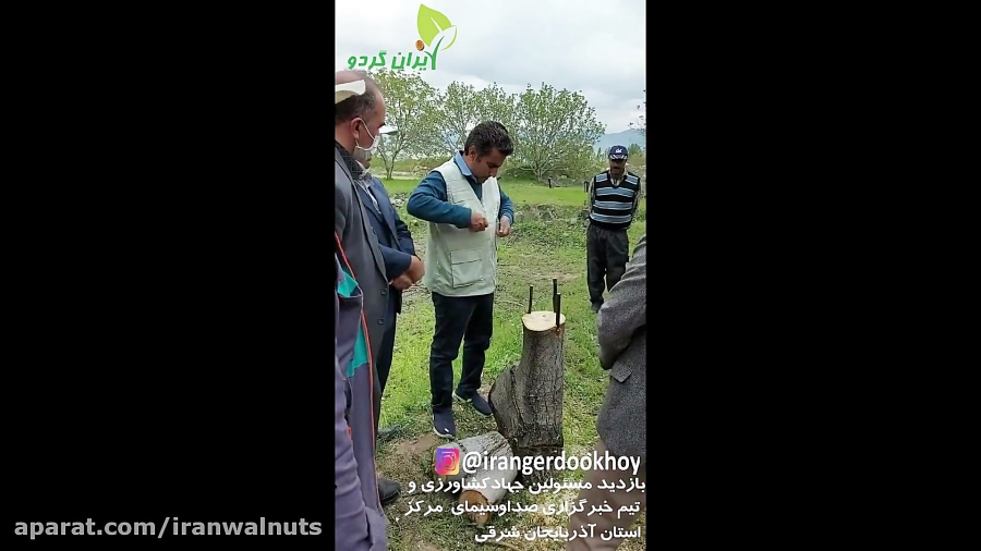 ایران گردو | سرشاخه کاری درختا...