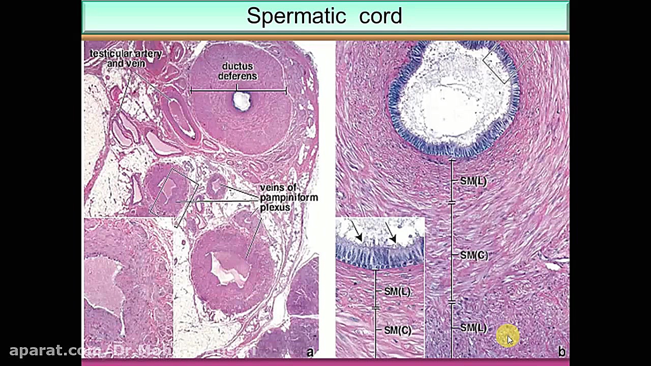 بافت شناسی سیستم تناسلی مرد