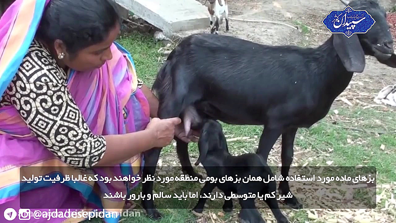 معرفی بز آلپاین