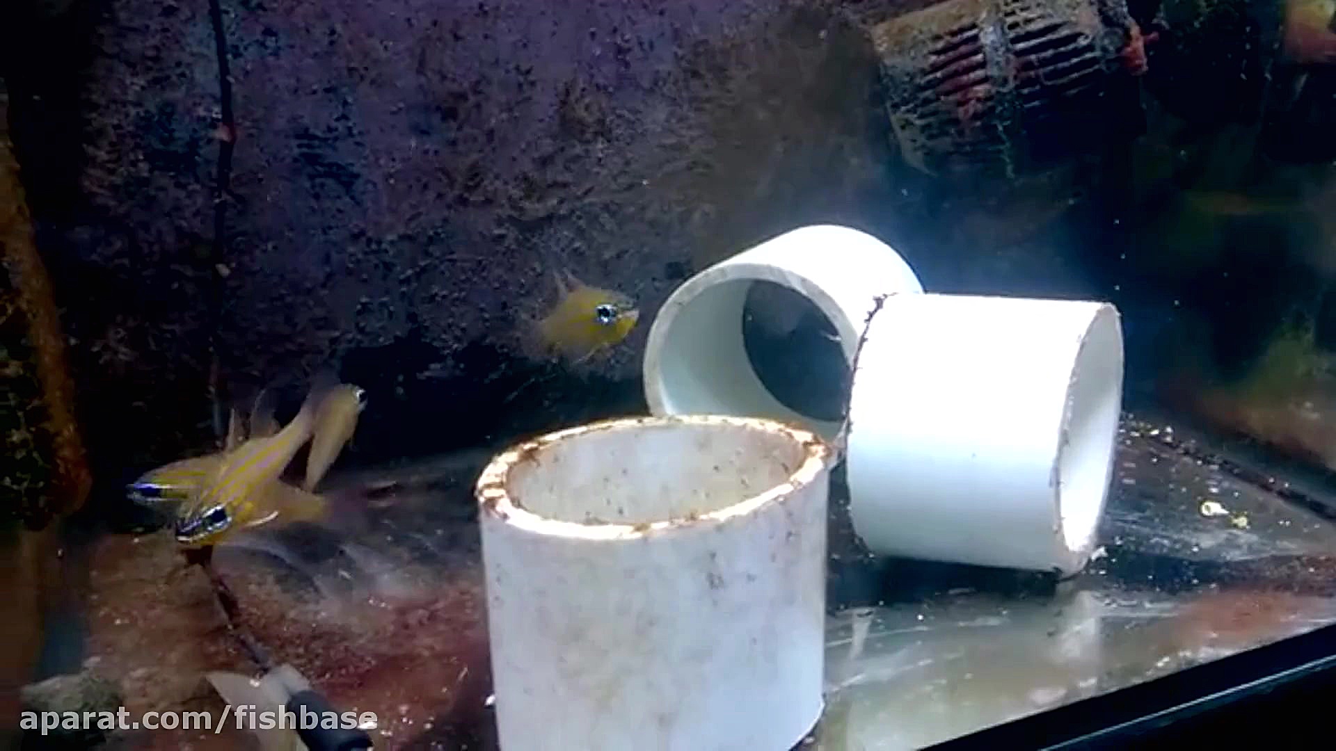 ماهی کاردینال زردخط: Ostorhinc...