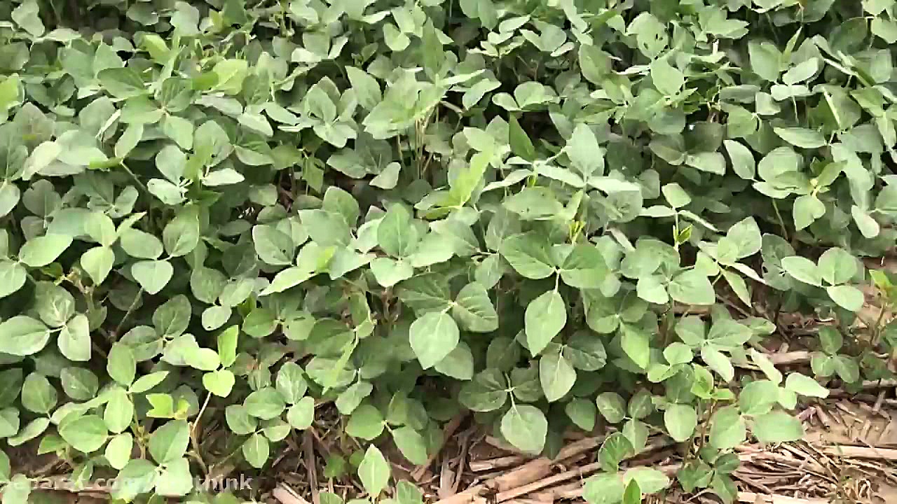 ساندویچ گوجه فرنگی تست شده