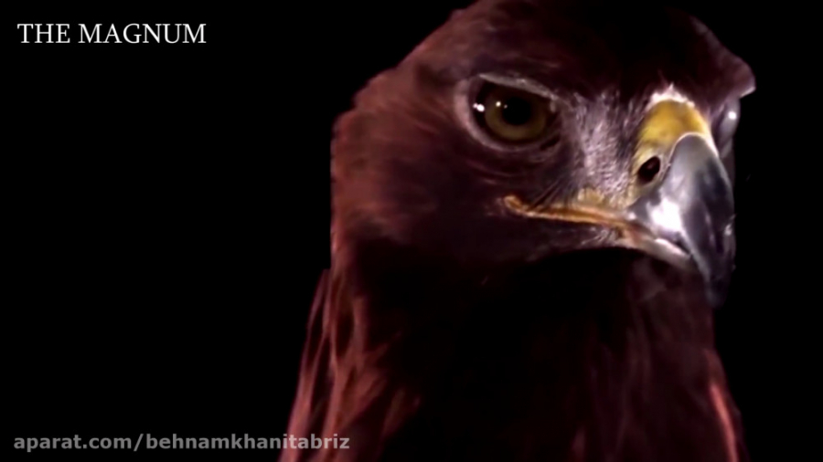 مستند حیات وحش &laquo; عقاب &r...