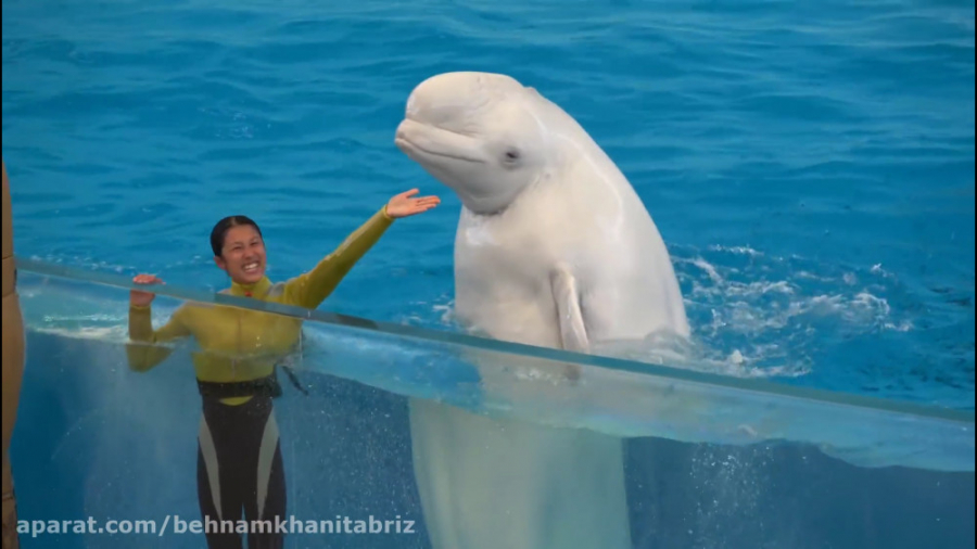 جاذبه های بهشت ​​دریا(نمایش وا...