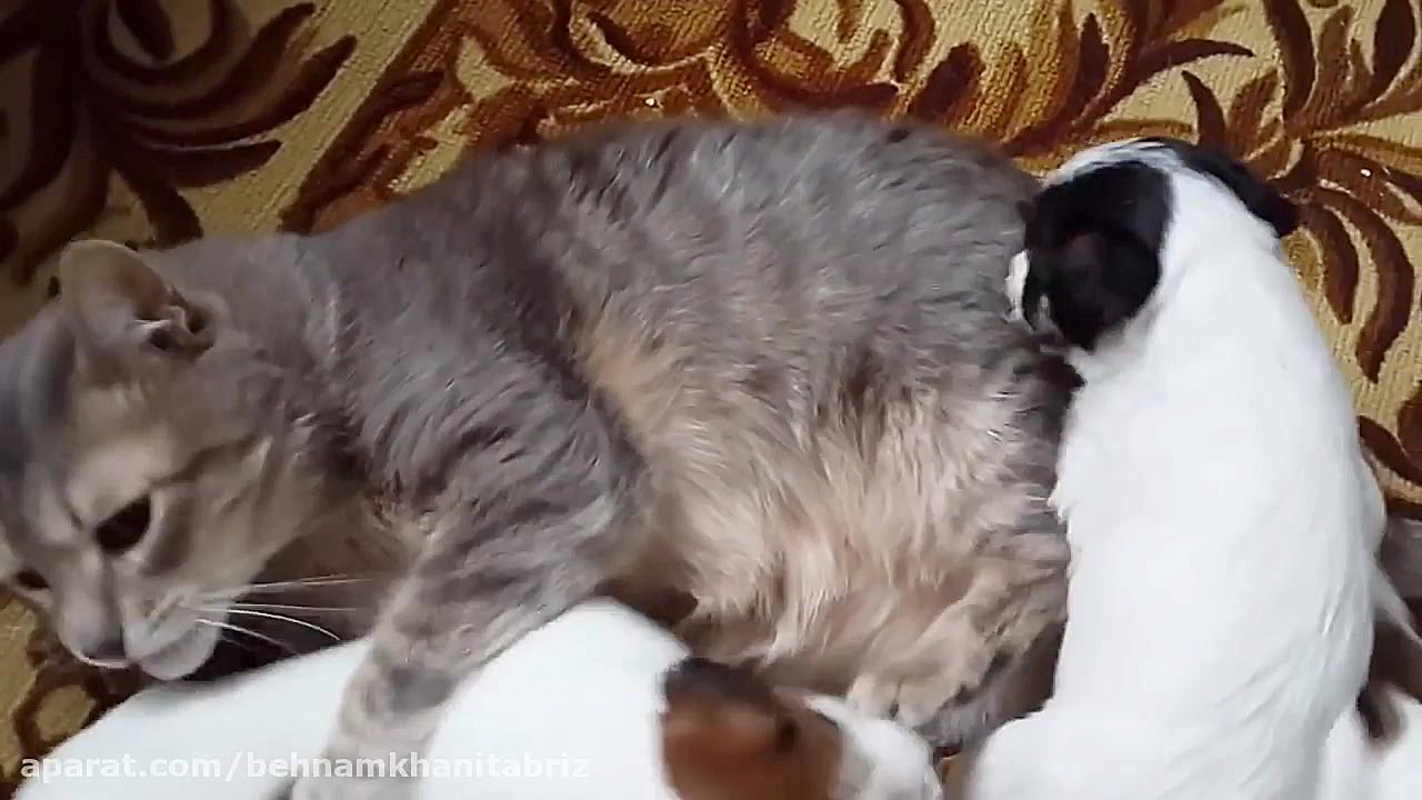 بازی توله سگها با گربه ها کلیپ...