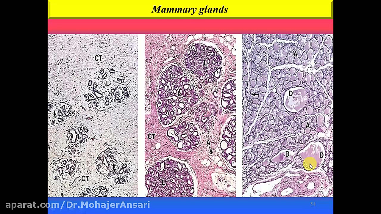 بافت شناسی سیستم تناسلی زن