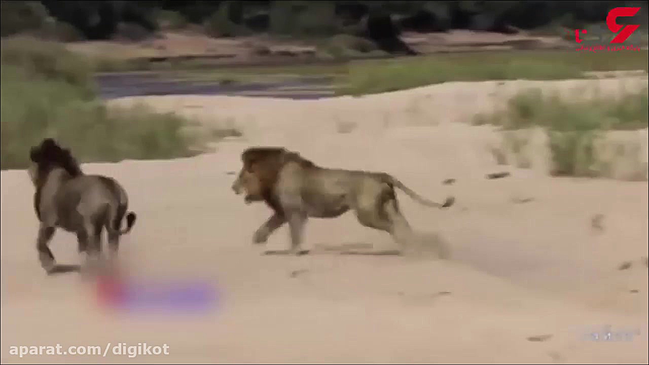 جدال دو شیر برای تصاحب شیر ماد...