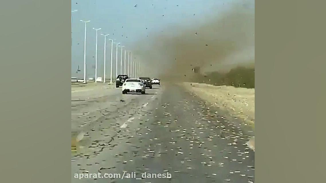 طوفان عجیب ملخ ها