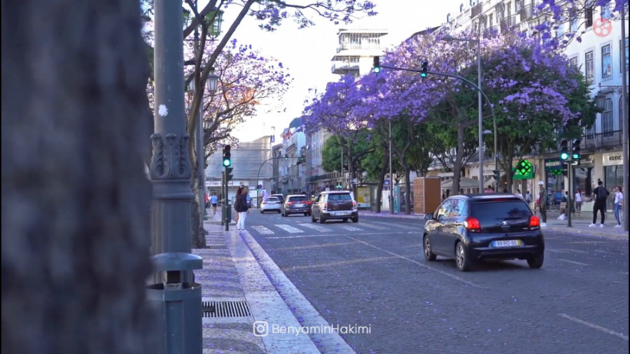 درختان جاکاراندا و بهار لیسبون