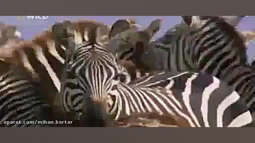 شکار گورخر توسط شیر