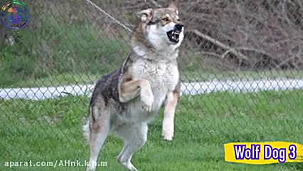 خطرناک ترین نژاد های سگ!