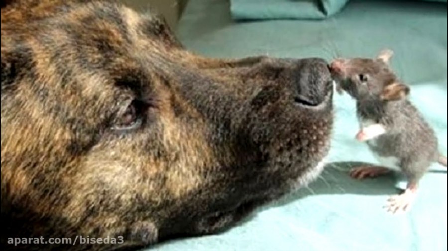 10 دوستی غیرقابل باور در میان...