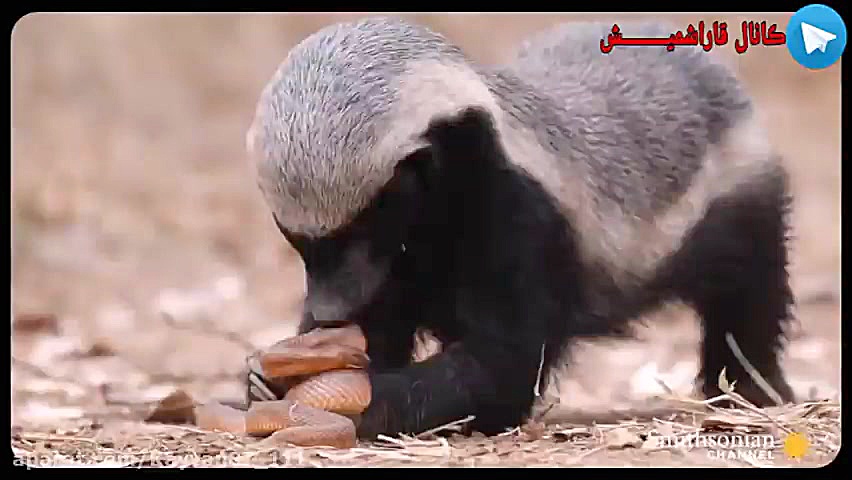 نبرد خونین گور ڪـــــن و مــــ...