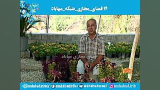 آموزش نگهداری از گل حسنی یوسف