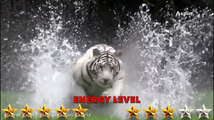 مستند حیات وحش نبرد شیر و پلنگ...