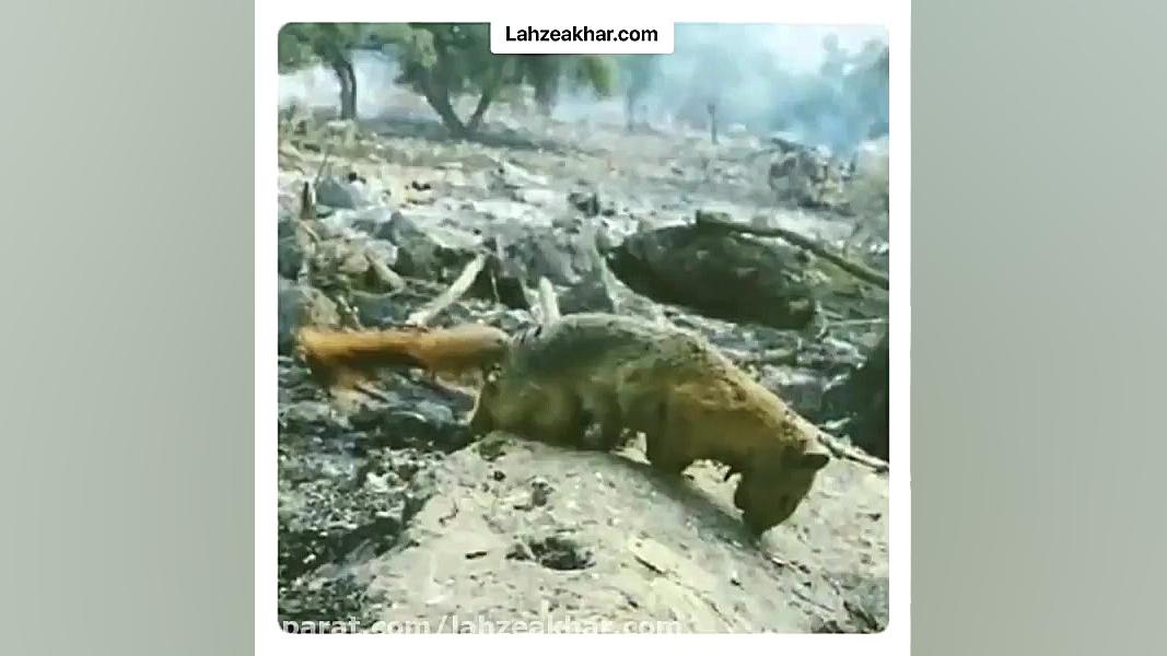 جنگل های زاگرس در آتش می سوزد