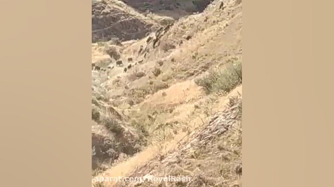 آتش سوزی وحشتناک زاگرس و فرار...