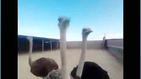 پرورش شترمرغ ،شترمرغ، جوجه شتر...