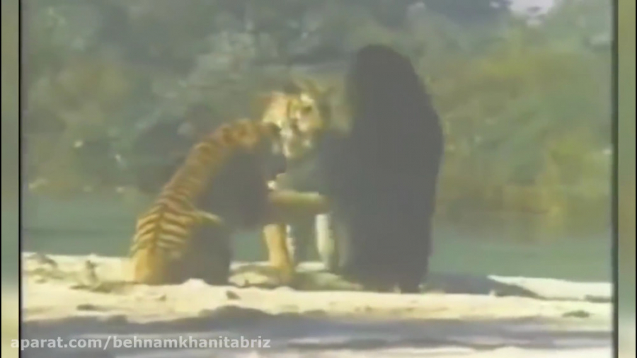 مستند حیات وحش گلچین چند شکار...