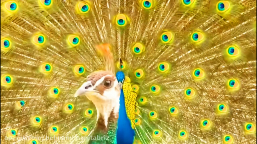 مستند زیباترین طاووس های جهان...