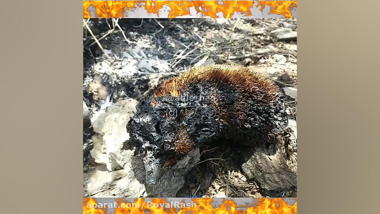 آتش سوزی در جنگل‌های زاگرس