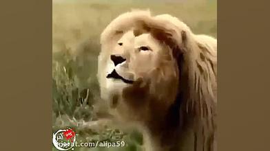 آواز شیرهای ایرانی در باغ وحش...