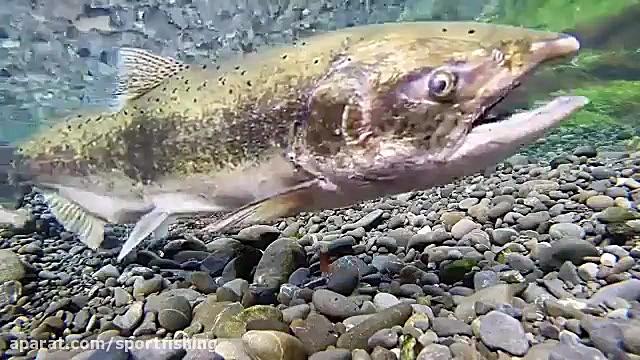 اموزش پرورش ماهی ازاد و قزل ال...