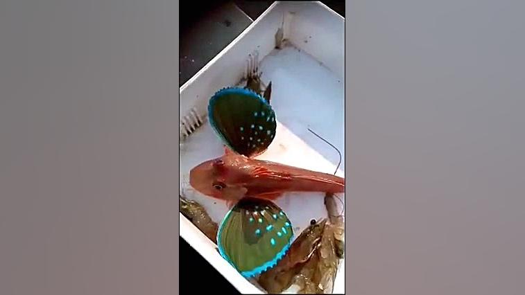 شکوه و زیبایی ماهی پرنده از نم...