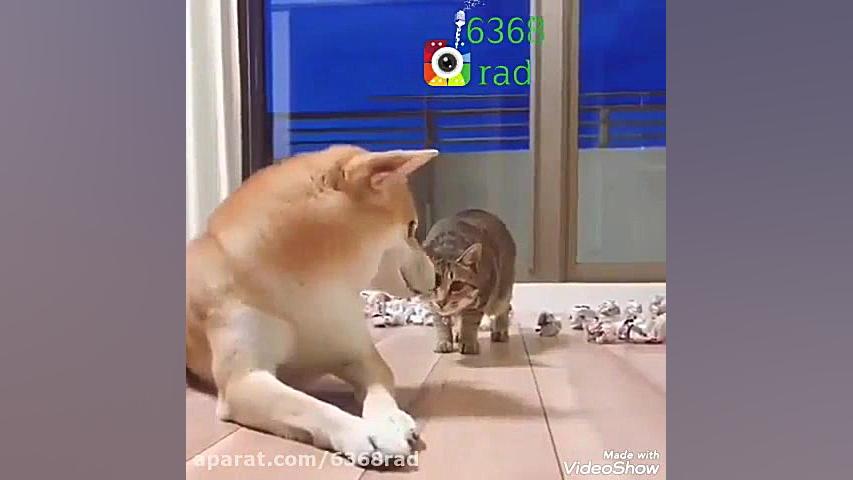 گربهههههههههههههههه