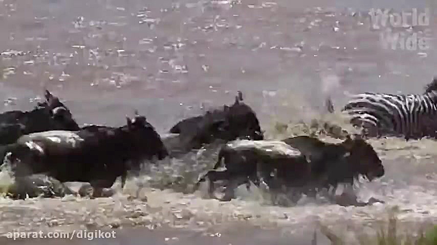 حیات وحش، حملات وحشیانه کروکود...