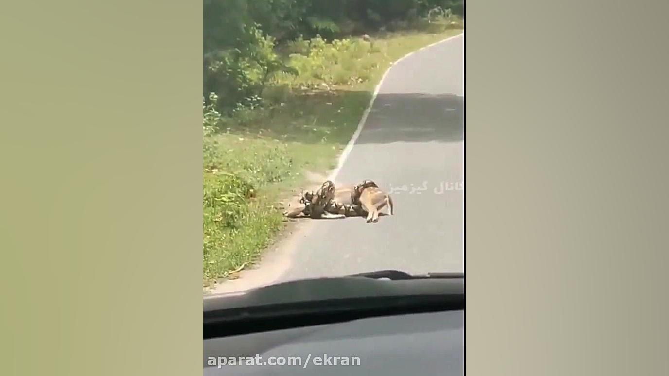 فراری دادن آهو&zwnj; از چنگ ما...