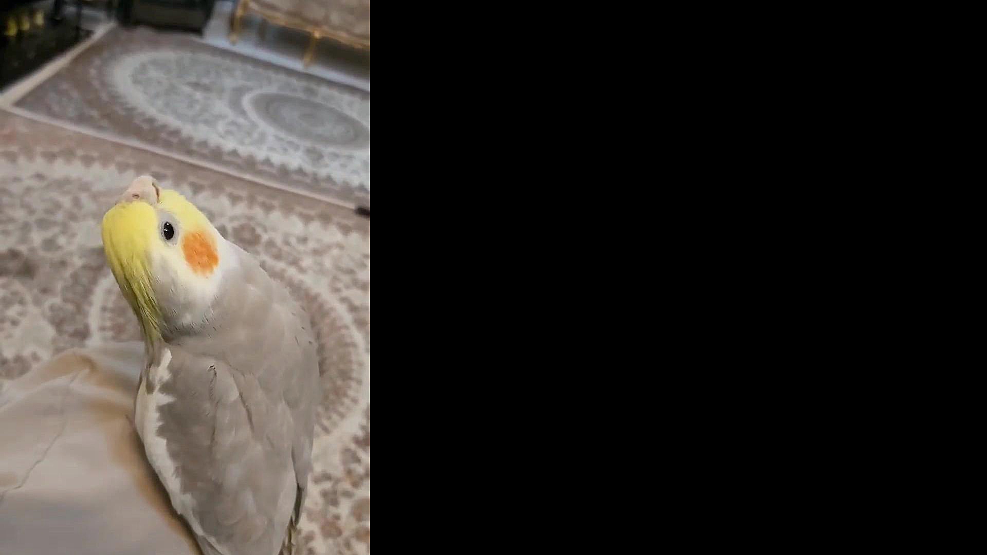 آواز خواندن عروس هلندی (گوهر)