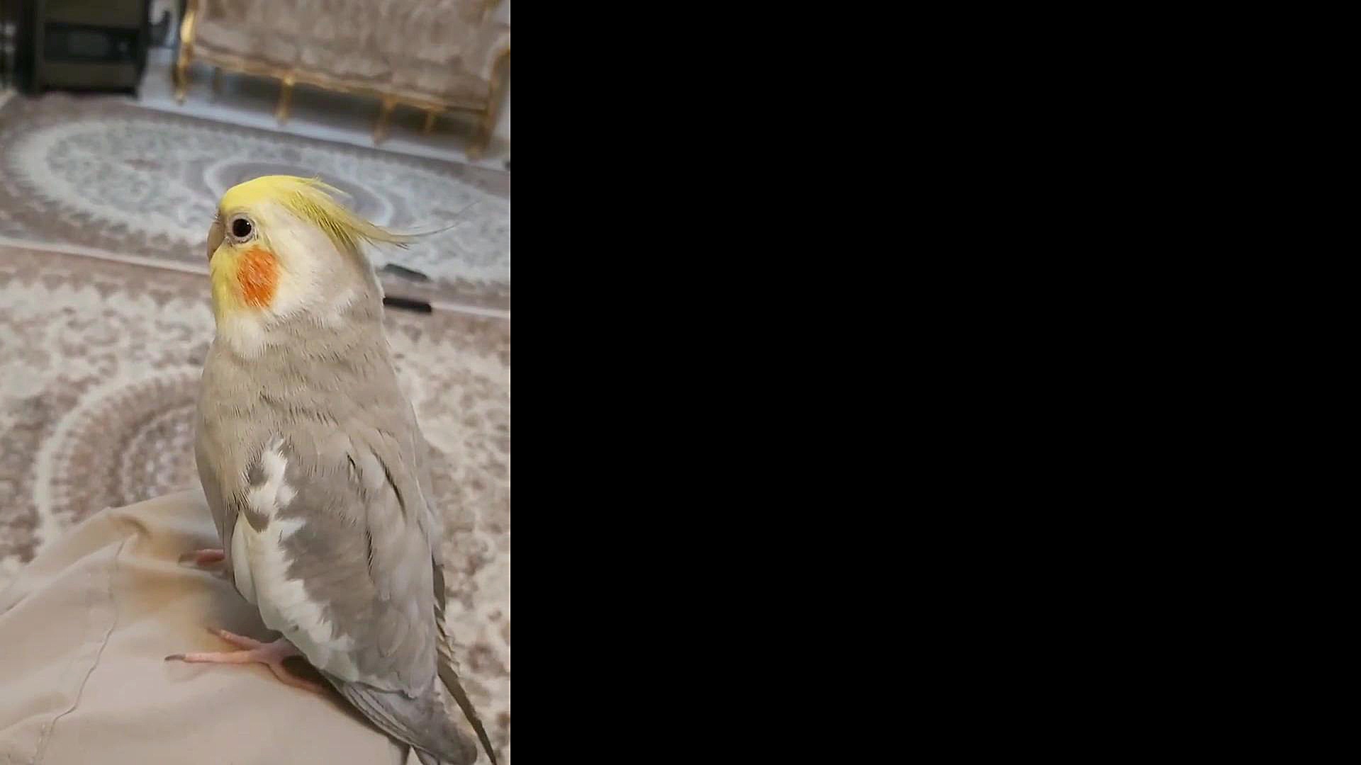 عروس هلندی آوازخوان (گوهر)