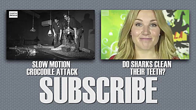 10 حیوان نترس