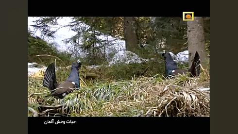 مستند حیات وحش آلمان با دوبله فارسی - کوهستان ها زمان425ثانیه