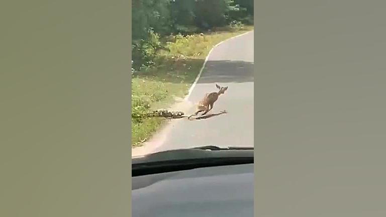 نجات آهو از دست مار غول پیکر