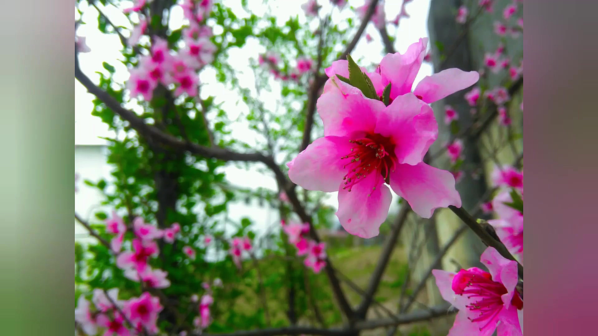 دموی تقلید آهنگ کل دنیامی معین