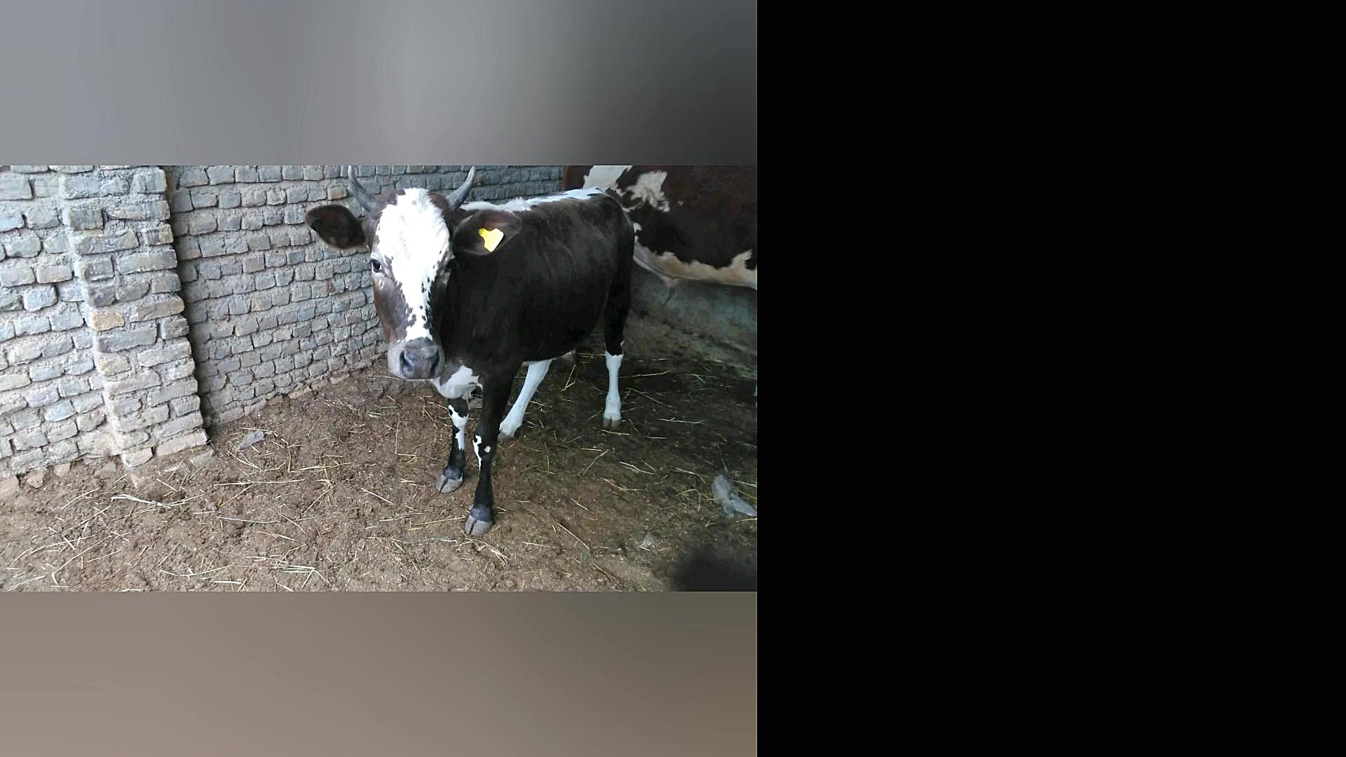 گاو مازندرانی، جواهری کم نام و...