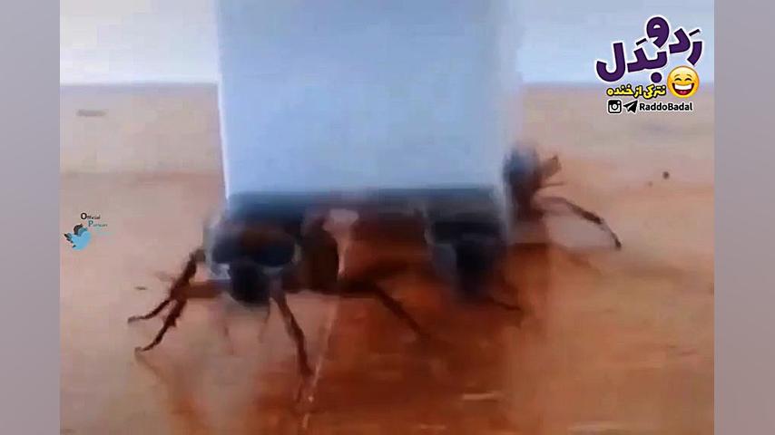 رقص تابوت سوسکی !!!!!!!!!!!!