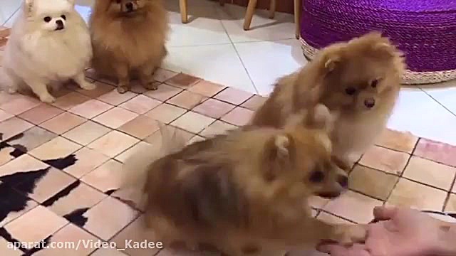 پامرانین های خوردنی