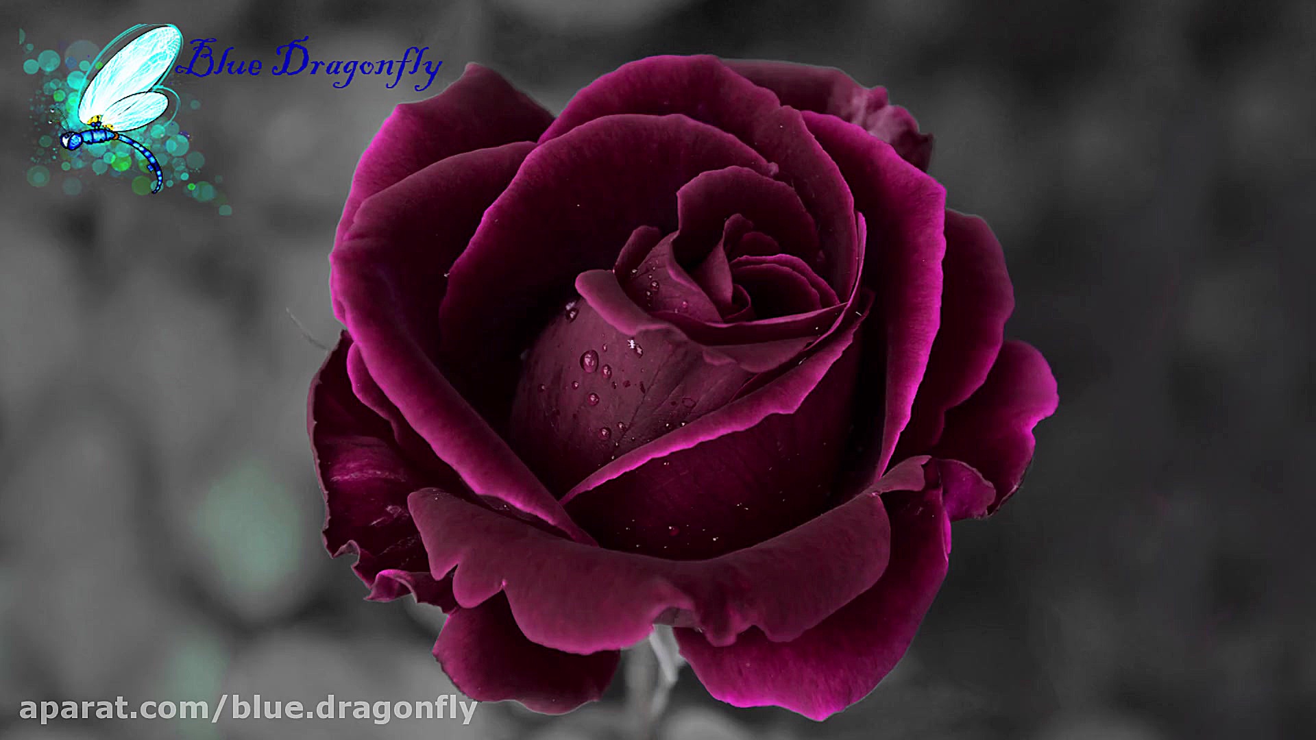 کلیپ تسلیت همدردی تسلا عزاداری...